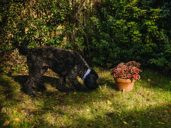 Una the black Cockapoo and her family enjoy an autumn walk