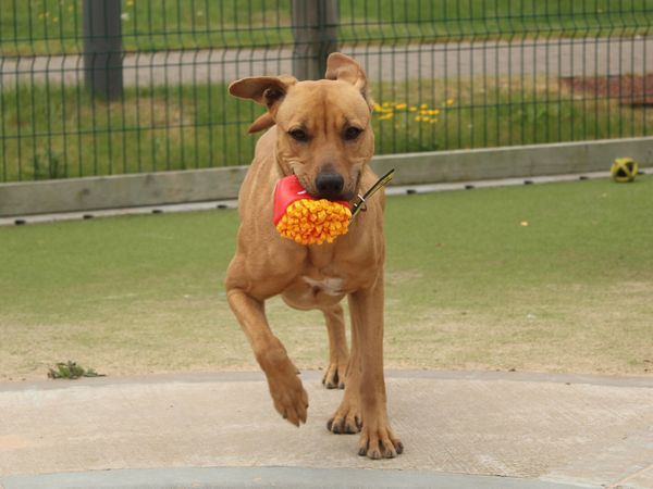 Crossbreed puppy, outside, in enclosed area, running, with toy in mouth.