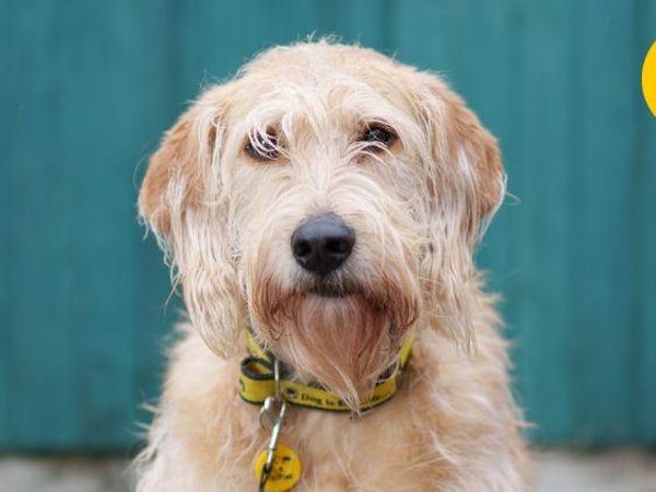 Dog looking directly into the camera wearing a Dogs Trust collar