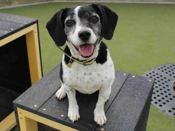 Crossbreed, outside, in enclosed area, looking at camera.