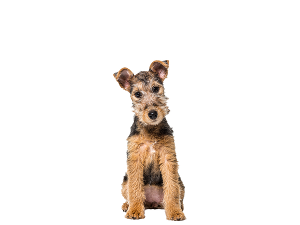 Lakeland Terrier sitting down
