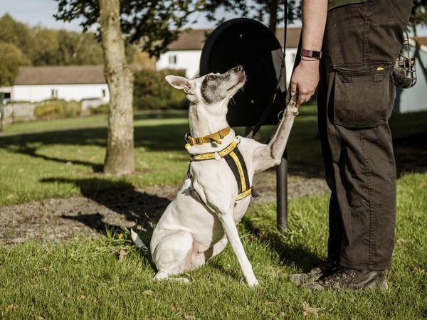 Adult crossbreed, outside, on lead, giving paw to a member of staff.