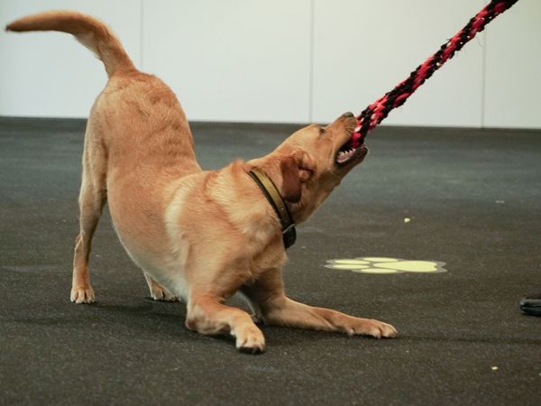 Dog plating with rope