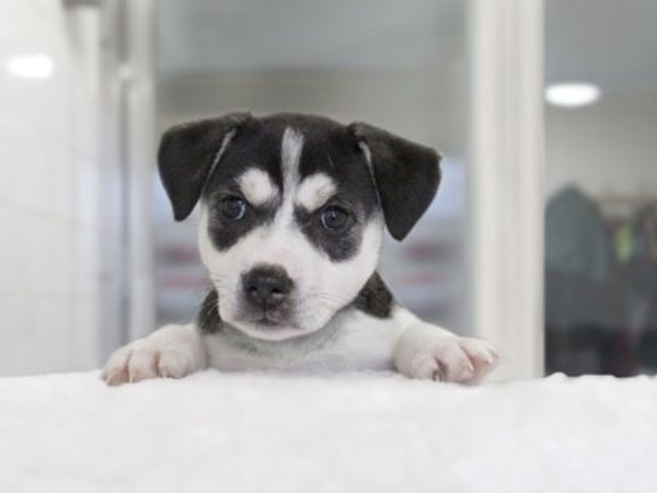 Puppy 