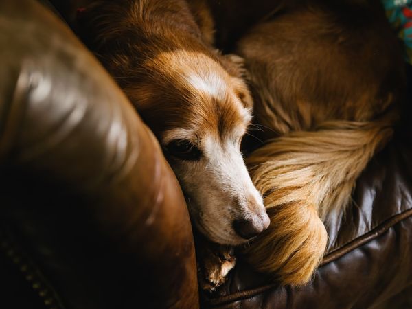 Senior dog on couch