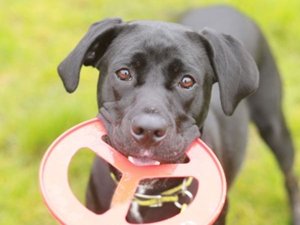 Dog with frisbee in mouth