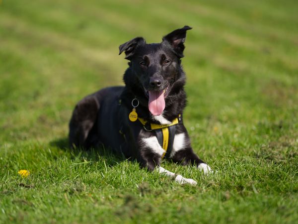 A black and white Collie lying in grass.