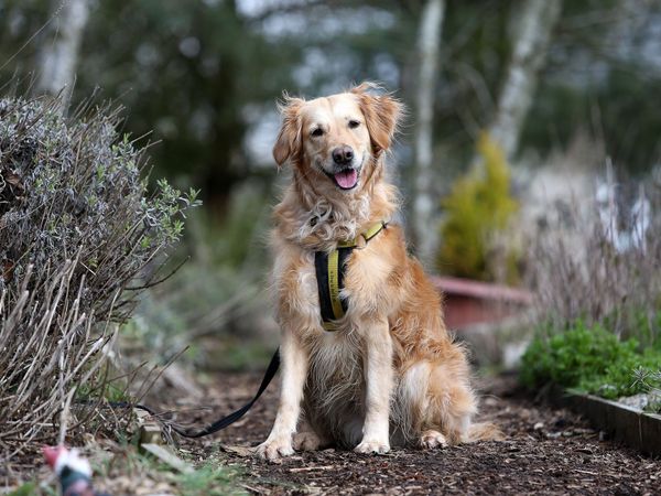 Dog training online