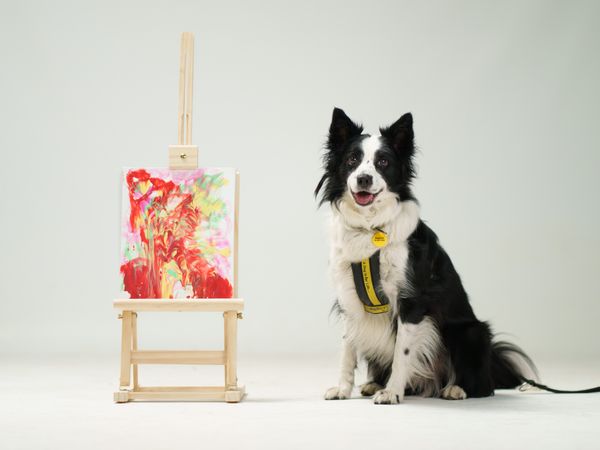 A Collie sits next to colourful abstract painting on an easel