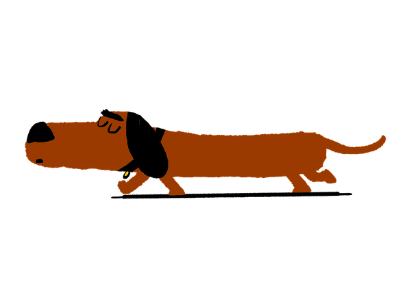 Brown sausage dog illustration