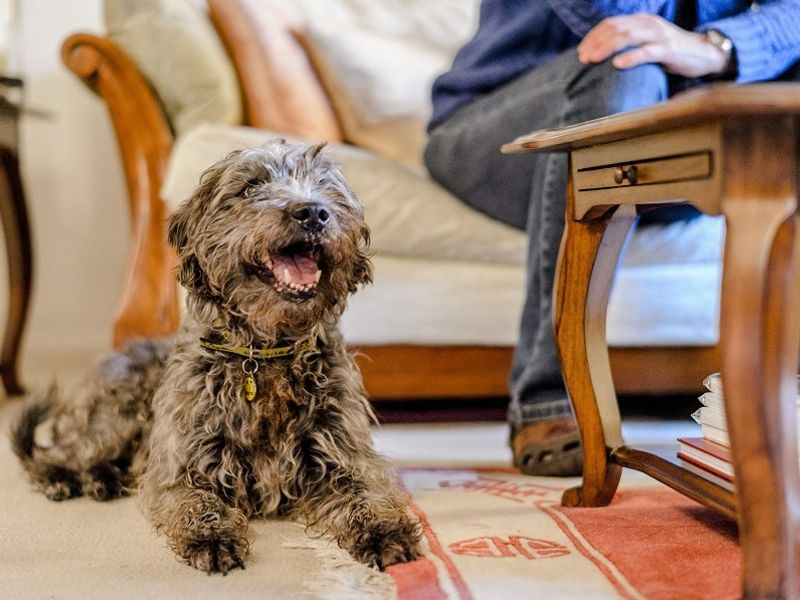 Cute crossbreed sitting in living room with foster carer 