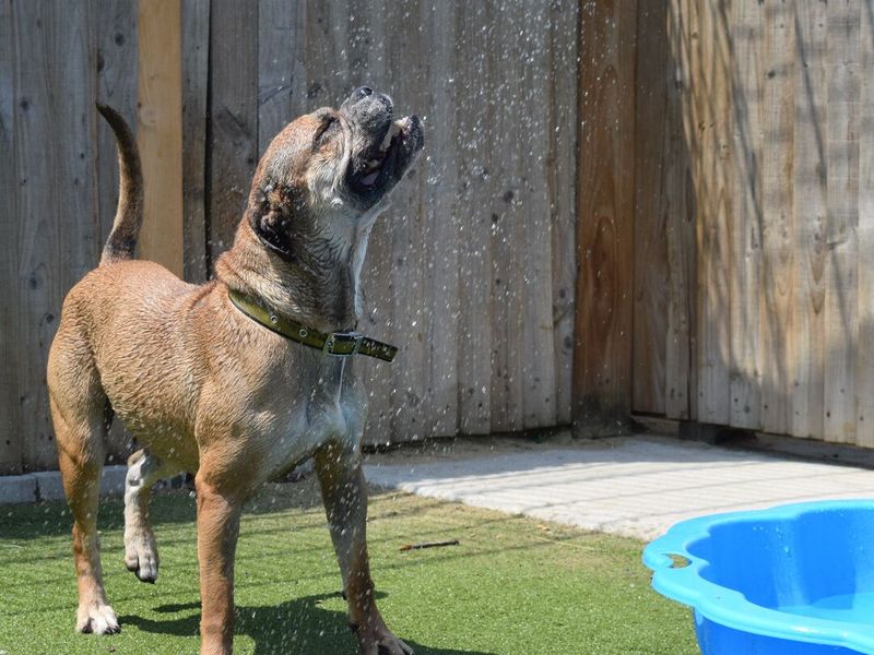 Boxer playing in the sun