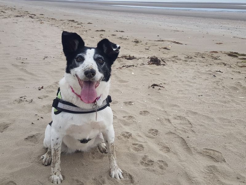 Happy dog on a sandy beach