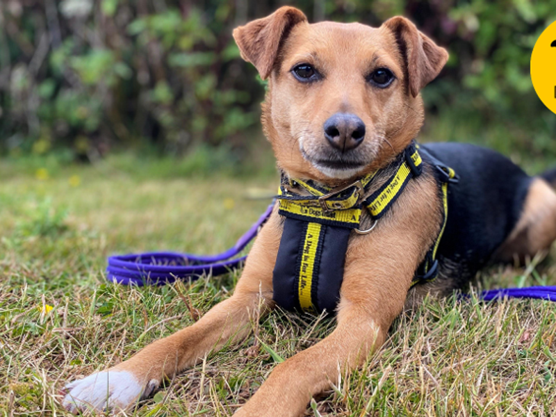 Terrier dog lying on grass outside