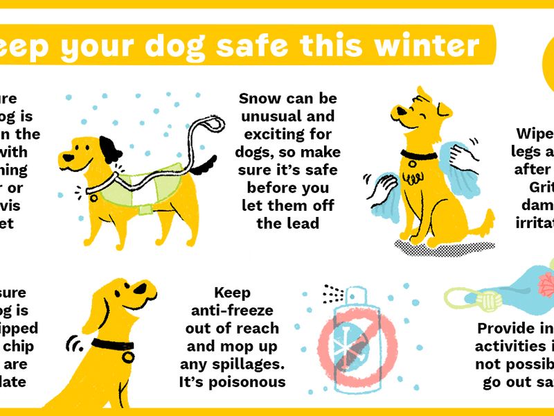 Infographic summarising tips on keeping your dog safe in winter weather