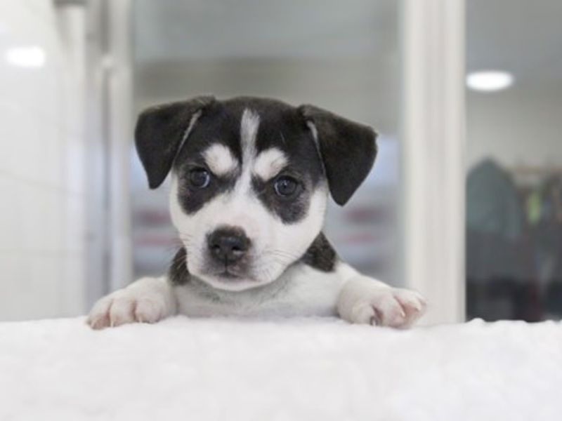 Puppy