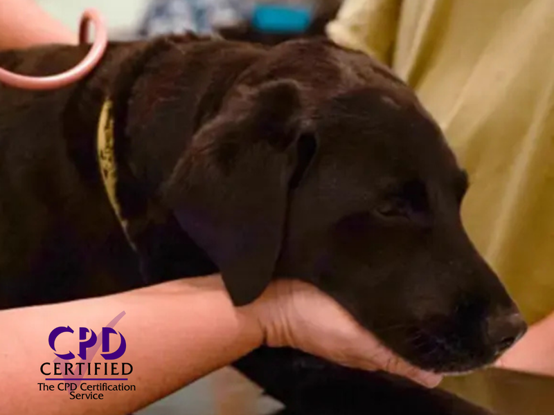 Dog in vet practice