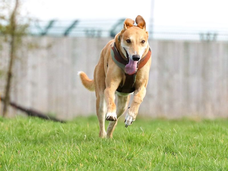 an image of a lurcher running towards the camera 