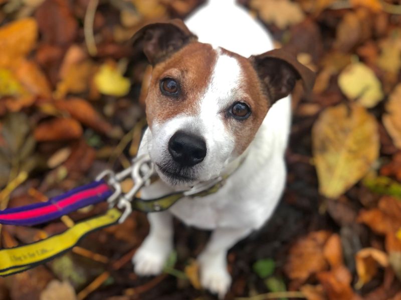 Manage barking