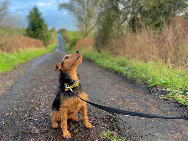 an image of a dog sitting looking up at the sky with a lead on