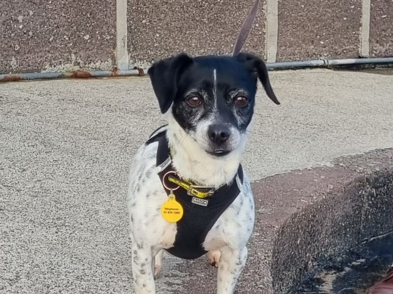 Haddie | Terrier (Jack Russell)