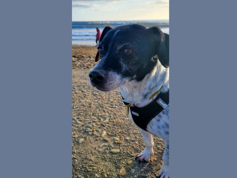Haddie | Terrier (Jack Russell)